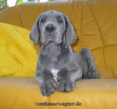 Bulbi Vom Hause Wagner