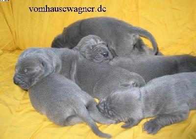 Bucca Vom Hause Wagner