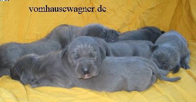 Bacchus Vom Hause Wagner