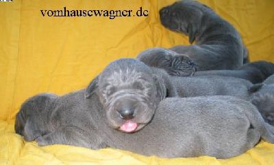 Ch Bifurcatio Vom Hause Wagner