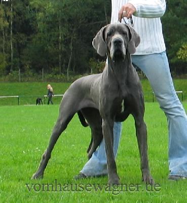 Ch Bifurcatio Vom Hause Wagner