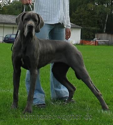 Ch Bifurcatio Vom Hause Wagner