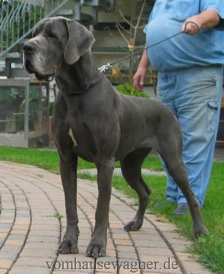 Ch Bifurcatio Vom Hause Wagner