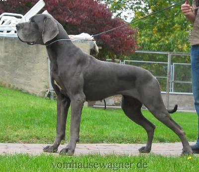 Ch Bifurcatio Vom Hause Wagner