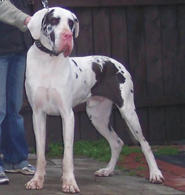 Azzaro De La Grisonniere