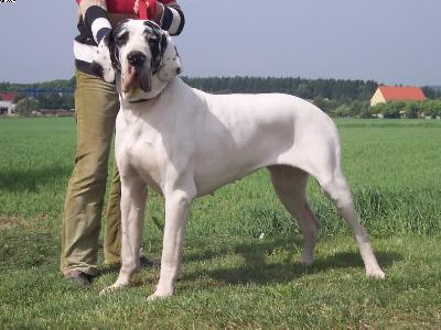 Anna Bella De La Grisonniere