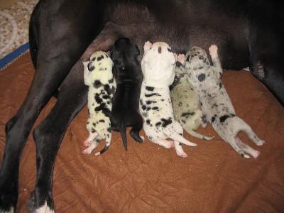 Bonito Vom Hause Schreiber