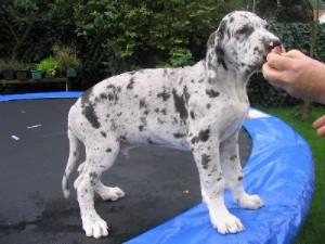 Bonito Vom Hause Schreiber