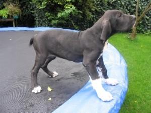 Batida Vom Hause Schreiber