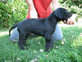 Eiron Vom Teuchelwald