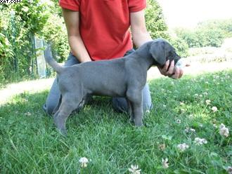 Elliot Vom Teuchelwald