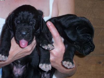 Ophelia Vom W�chterberg