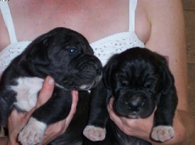 Onyx Vom W�chterberg