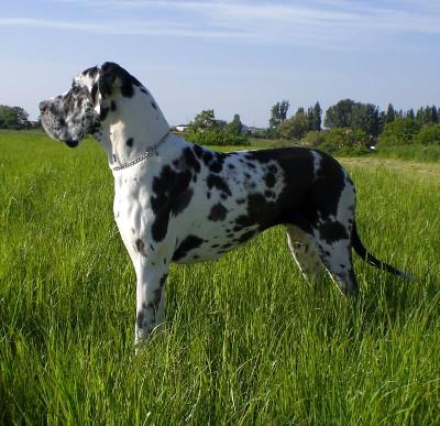 Odina Vom W�chterberg