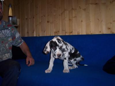 Odina Vom W�chterberg