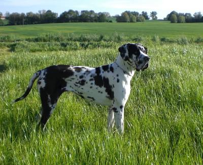 Odina Vom W�chterberg