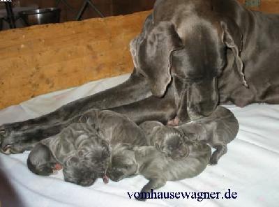 Curacao Vom Hause Wagner