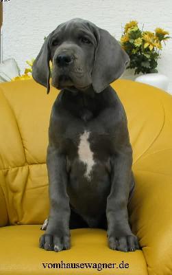 Cinzano Vom Hause Wagner