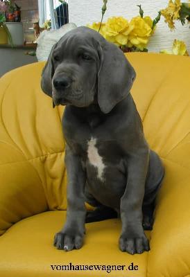 Cinzano Vom Hause Wagner