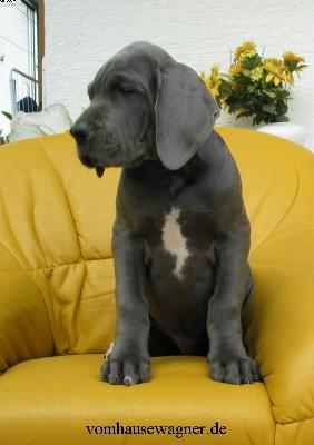 Cinzano Vom Hause Wagner