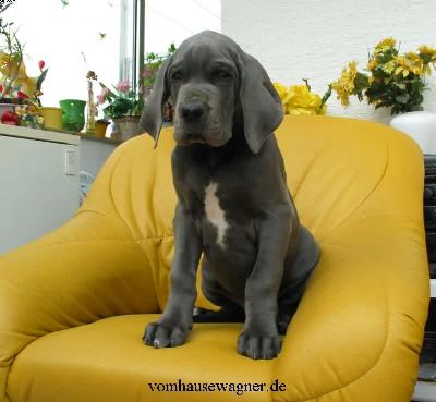 Cinzano Vom Hause Wagner