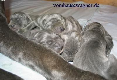 Cosmopolitan Vom Hause Wagner