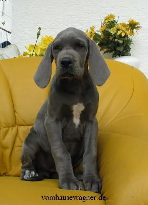 Cuba Libre Vom Hause Wagner