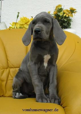 Cuba Libre Vom Hause Wagner