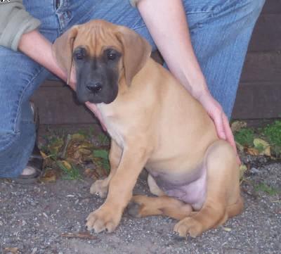 Pegasus Vom W�chterberg