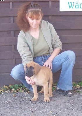 Pegasus Vom Wchterberg