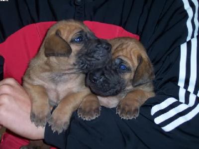 Pontiac Vom Wchterberg