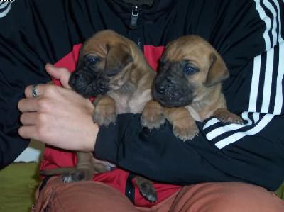 Pearl Vom W�chterberg