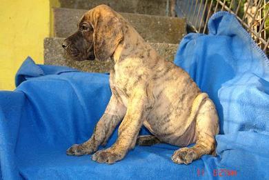 Zoya Mai Bocca D�tigre