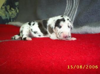 Addis Abeba Nuevo Empezando