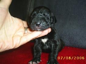 Ars Amandi Nuevo Empezando