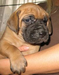 Gloria Vom Regenbogental