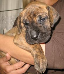 Gina Vom Regenbogental