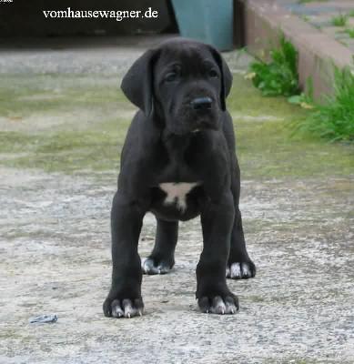 Dolon Vom Hause Wagner