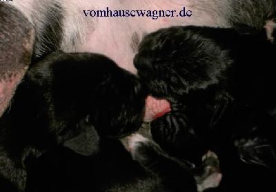 Doros Vom Hause Wagner