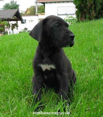 Doros Vom Hause Wagner