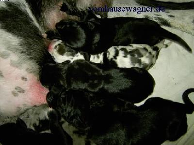 Dardanos Vom Hause Wagner