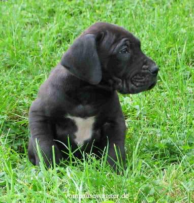 Danaos Vom Hause Wagner