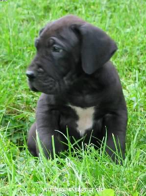 Danaos Vom Hause Wagner