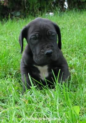 Danaos Vom Hause Wagner