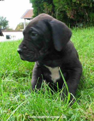 Danaos Vom Hause Wagner