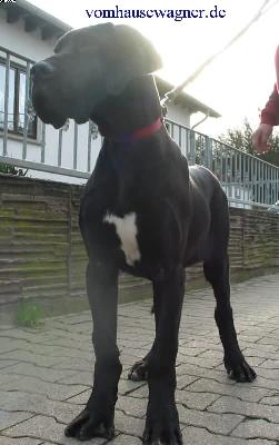 Danaos Vom Hause Wagner