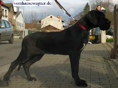 Danaos Vom Hause Wagner