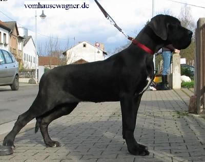 Danaos Vom Hause Wagner