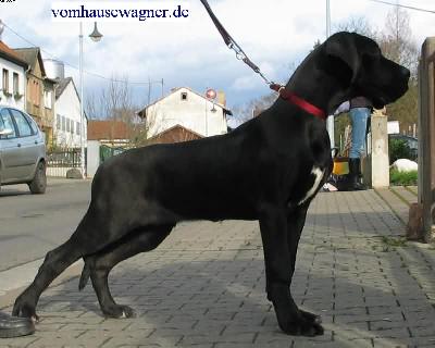 Danaos Vom Hause Wagner