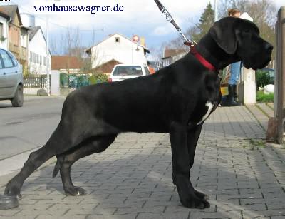 Danaos Vom Hause Wagner